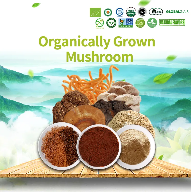 Oyster Mushroom Supplement Pleurotus Ostreatus Powde Mushroom Extract