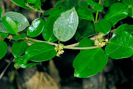 Best Price Gymnema Powder Extract Gymnema Sylvestre Standardized Extract Gymnema Sylvestre Extract