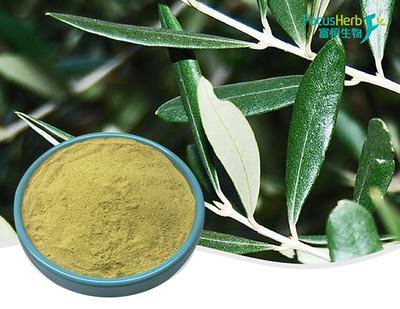 Olive Leaf Extract 10:1 Water Extract Powder 10%-80% Oleuropein Hydroxytyrosol 5% Health Food Grade