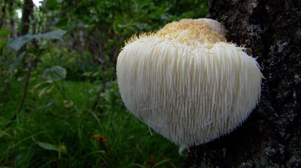 Hericium Powder 3