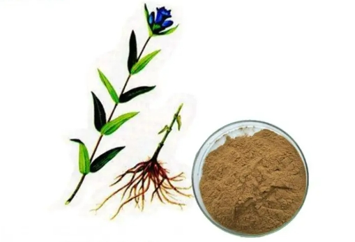 Halal Certified Gentiana Root Extract Powder Bulk Natural Gentian Root Extract 10: 1 for Nutraceutical Use