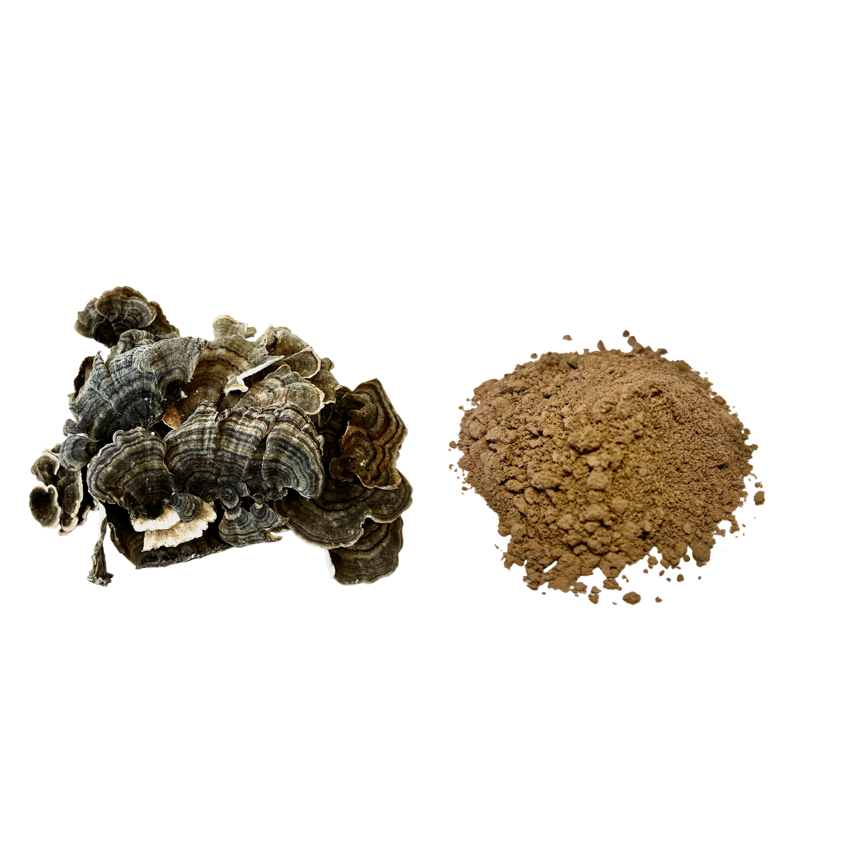 100% Water Soluble Turkey Tail Mushroom Extract Powder 30% Polysaccharides