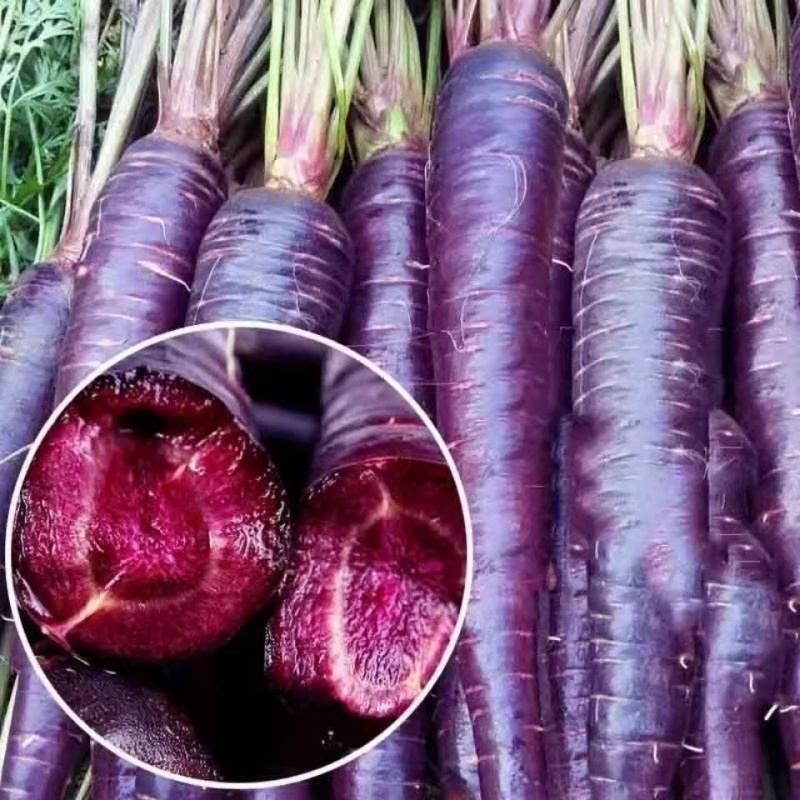 Black Purple Carrot Extract 100% Water Soluble Vegetable Concentrate Wild Food Grade Vitamin Black Carrot Juice Powder Drum