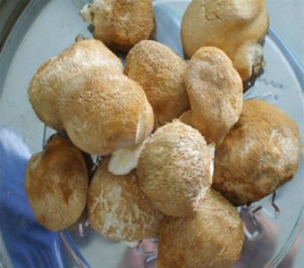 Supplement Organic Lions Mane Mushroom Extract Hericium Erinaceus Mushroom Extract