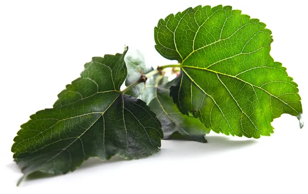 Plant Extract Food Additive Health Food Mulberry Extract Dnj 1% 5% Mulberry Leaf Extract
