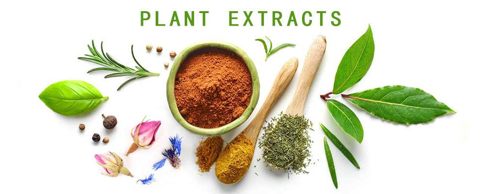 Top Quality Natural High Purity Senna Leaf Extract Powder