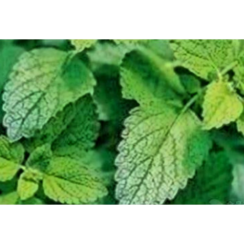 World Well-Being Nutraceutical Male Health Careyohimbe Bark 2.5% 5% Extract
