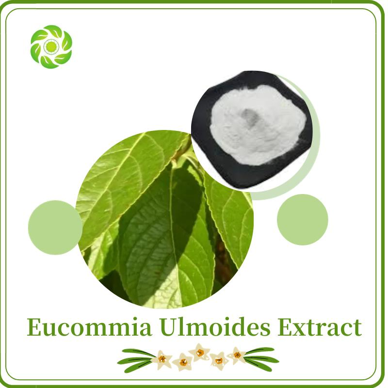 Extract Powder/Herbal Extract/5%-30% Feed Additive/25% 30% 50% Healthy Food/80% 98% Pharmaceutical/Chlorogenic Acid/Eucommia Ulmoides Extract
