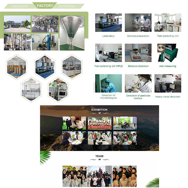 Supply Pure Organic Dried Fine Olive Leaf Extract Powder