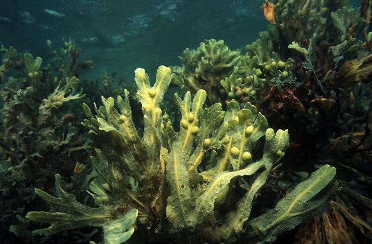 Seaweed Extract Powder Profile