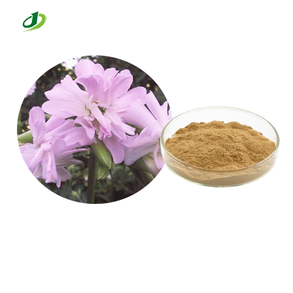 Natural Saponaria Extract 10:1 Saponaria Officinalis Root Extract Powder Saponaria Officinal Linn Extract