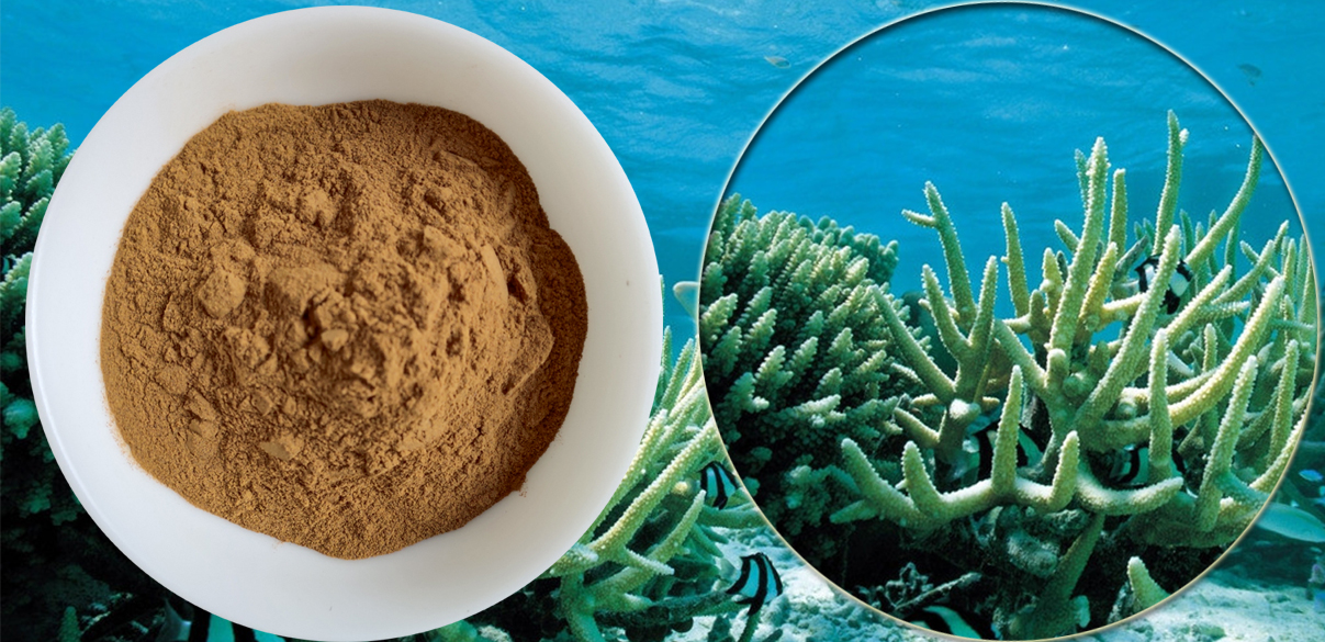 Seaweed Extract