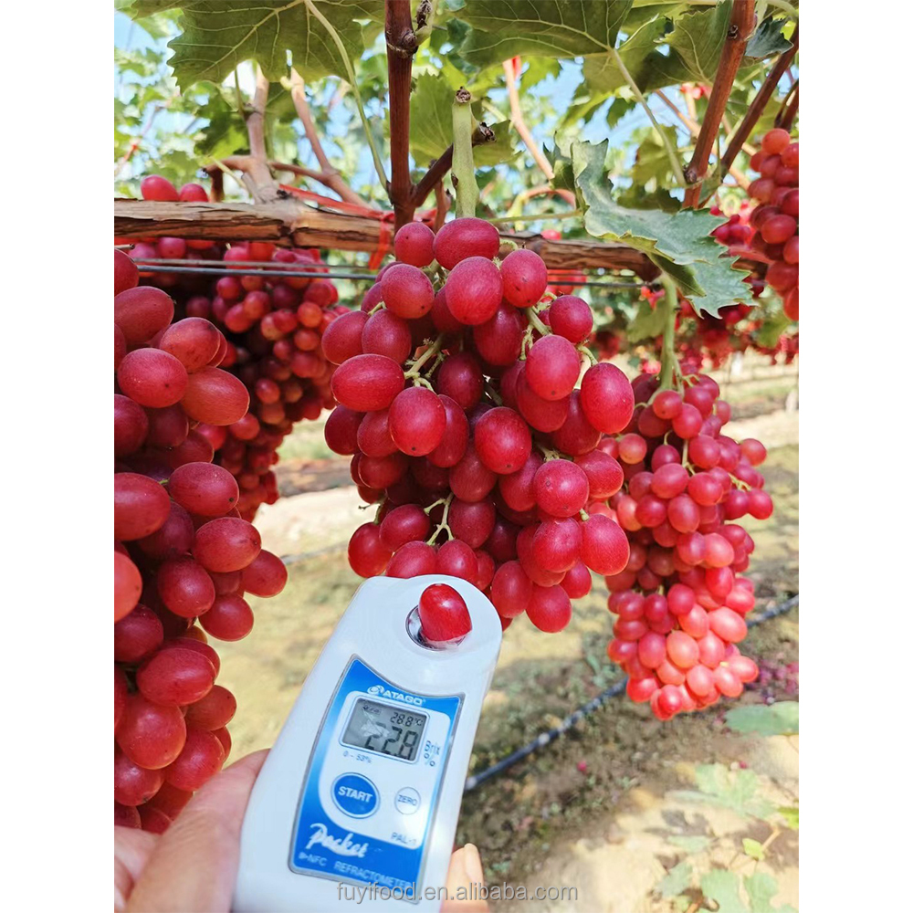 High Brix Juicy Fresh Fruit Rose Red Grape Price
