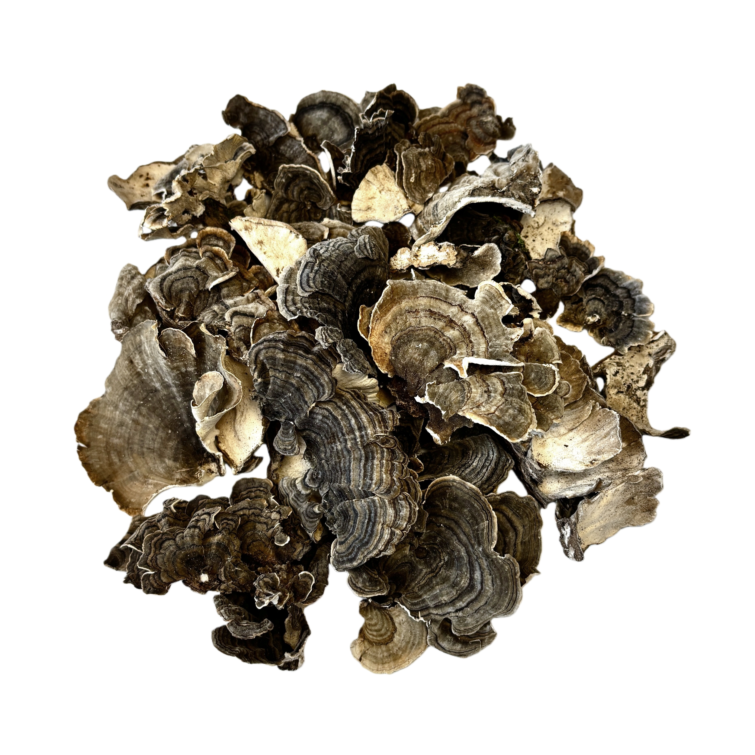 100% Water Soluble Turkey Tail Mushroom Extract Powder 30% Polysaccharides
