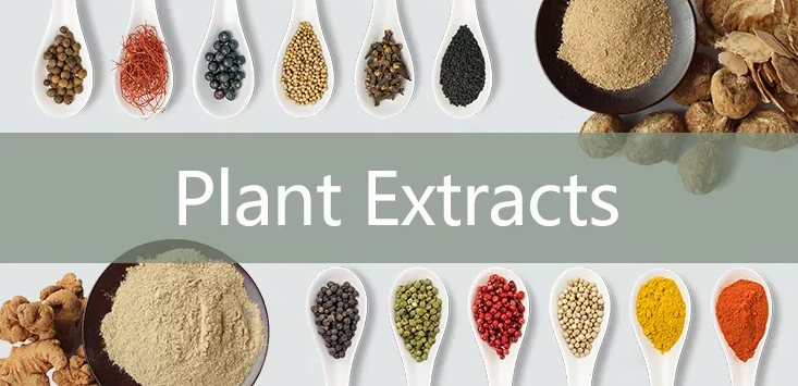 Factory Supply Chrysanthemum Indicum Flower Extract 10% Flavonoid Chrysanthemum Extract