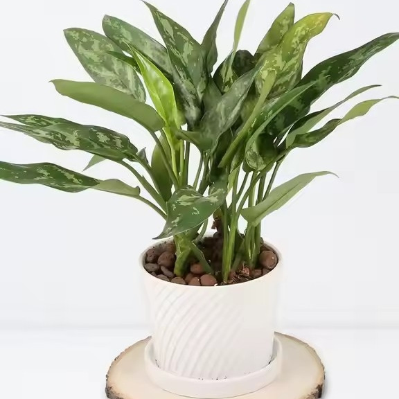 Natural Rustic Decor Pine Wooden Round Unfinished Wood Slices Circles with Tree Bark Log Discs DIY Crafts Rustic Painting