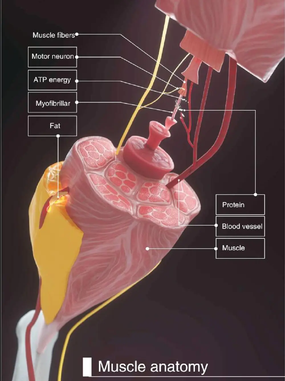 Fat lipolysis and muscle remodeling process