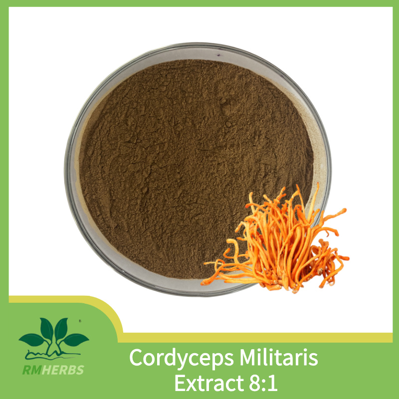 High-Quality Cordyceps Militaris Extract 8: 1 for Natural Wellness