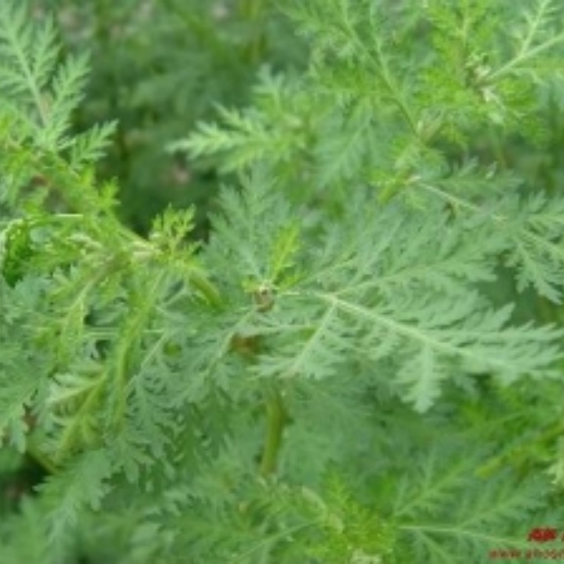 Herbal Extract Artemisnin 99% in HPLC Anti-Cancer