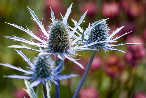 Botanical Herbal Concentrate Cnicus Benedictus Extract