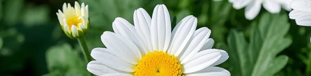 Chrysanthemum Extract Banner