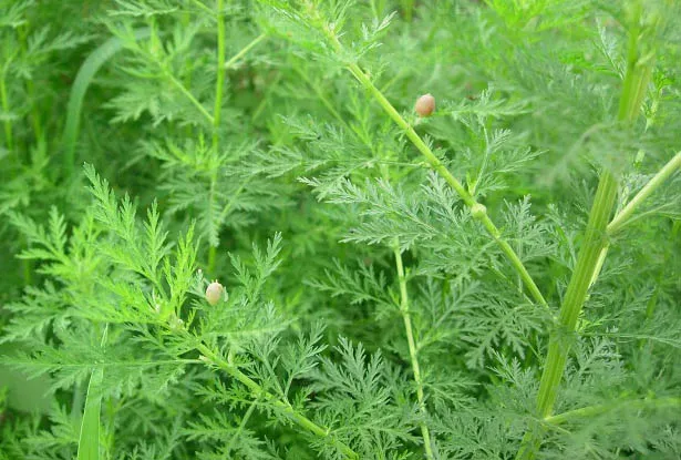 Herbal Extract Artemisnin 99%