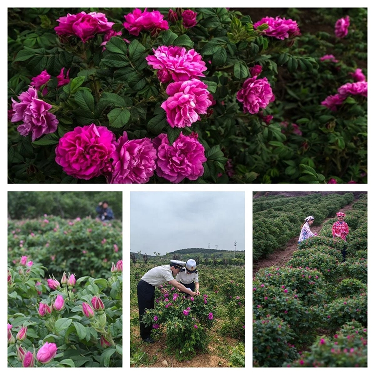 Bulk Rose Concentrate Wholesale Rose Hydrosol Materials for Health Supplements