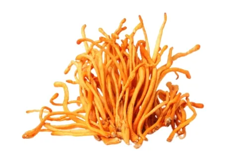 Cordyceps Militaris Extract