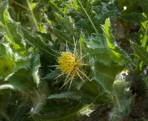 Botanical Herbal Concentrate Cnicus Benedictus Extract