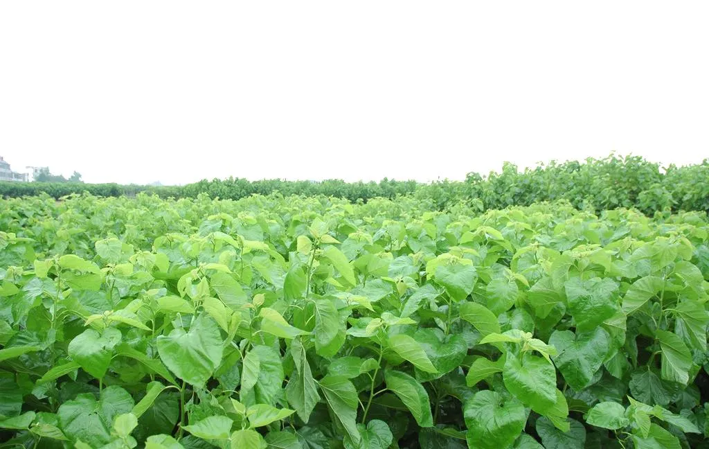 Mulberry Leaf Extract View 2