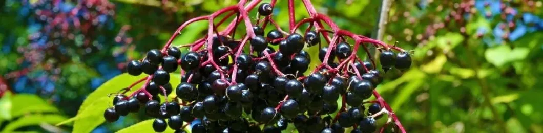 Elderberry Extract Banner