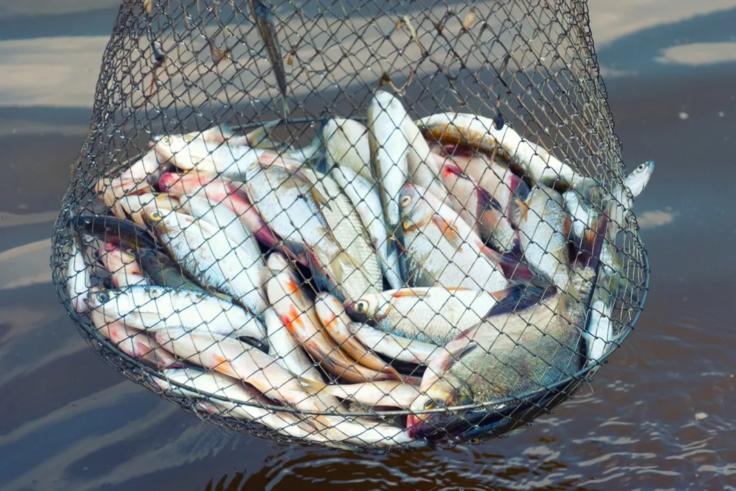 Aquaculture Benefits