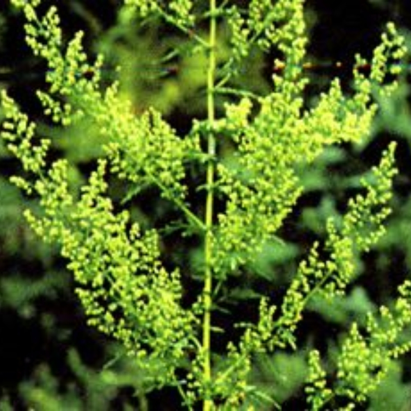 Herbal Extract Artemisnin 99% in HPLC Anti-Cancer