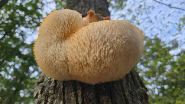 Organic Lion's Mane Extract