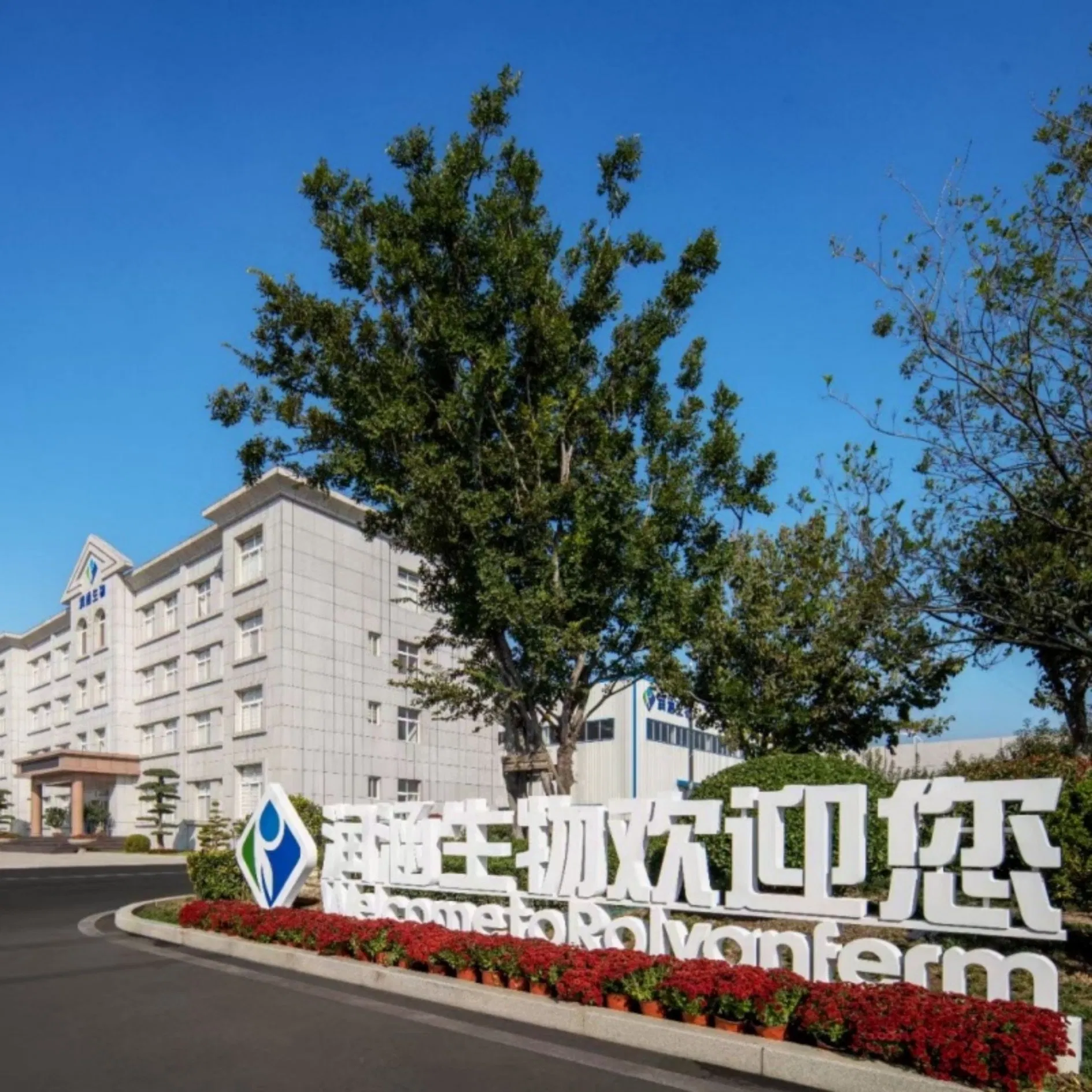 Salvia Plebeia Extract Litchi Grass Botanical Ingredient for Functional Foods and Herbal Applications