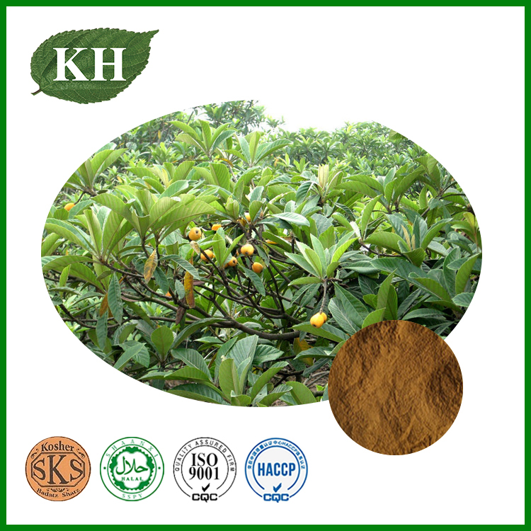 Loquat Leaf Extract Ursolic Acid Plant Extract Herbal Powder Botanical Extract