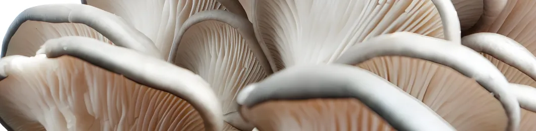 Mushroom Extract Header