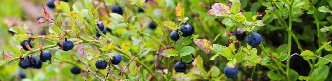 Bilberry Extract Header