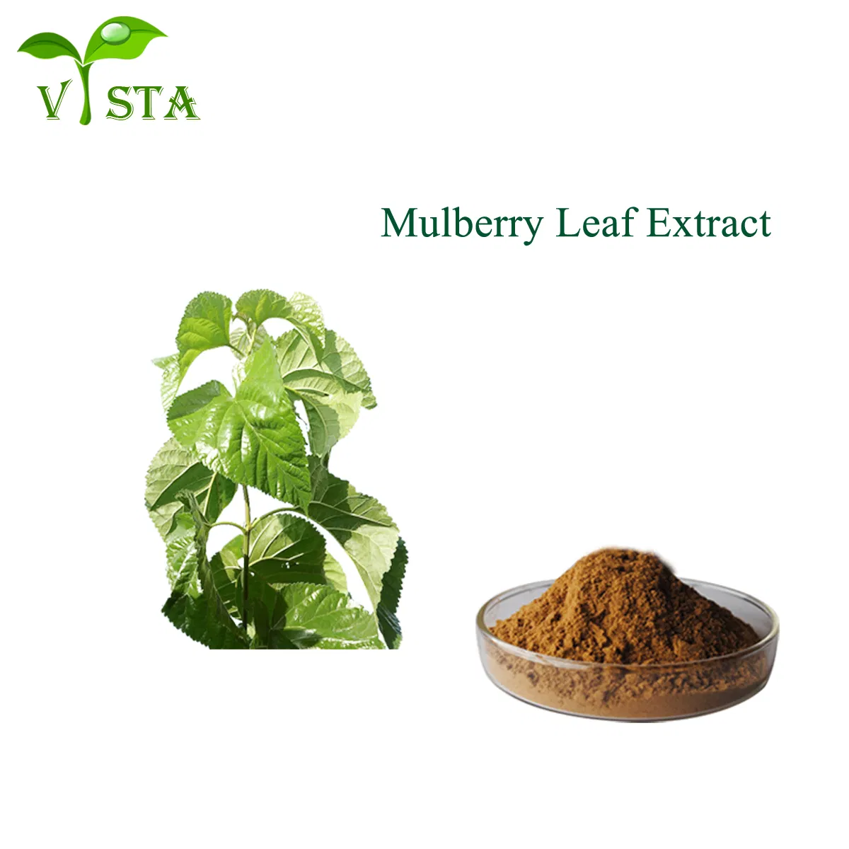 100% Natural Herbal Extract Plant Extract Mulberry Leaf Extract 10: 1 for Health Care Lower Blood Sugar Lower Blood Lipids
