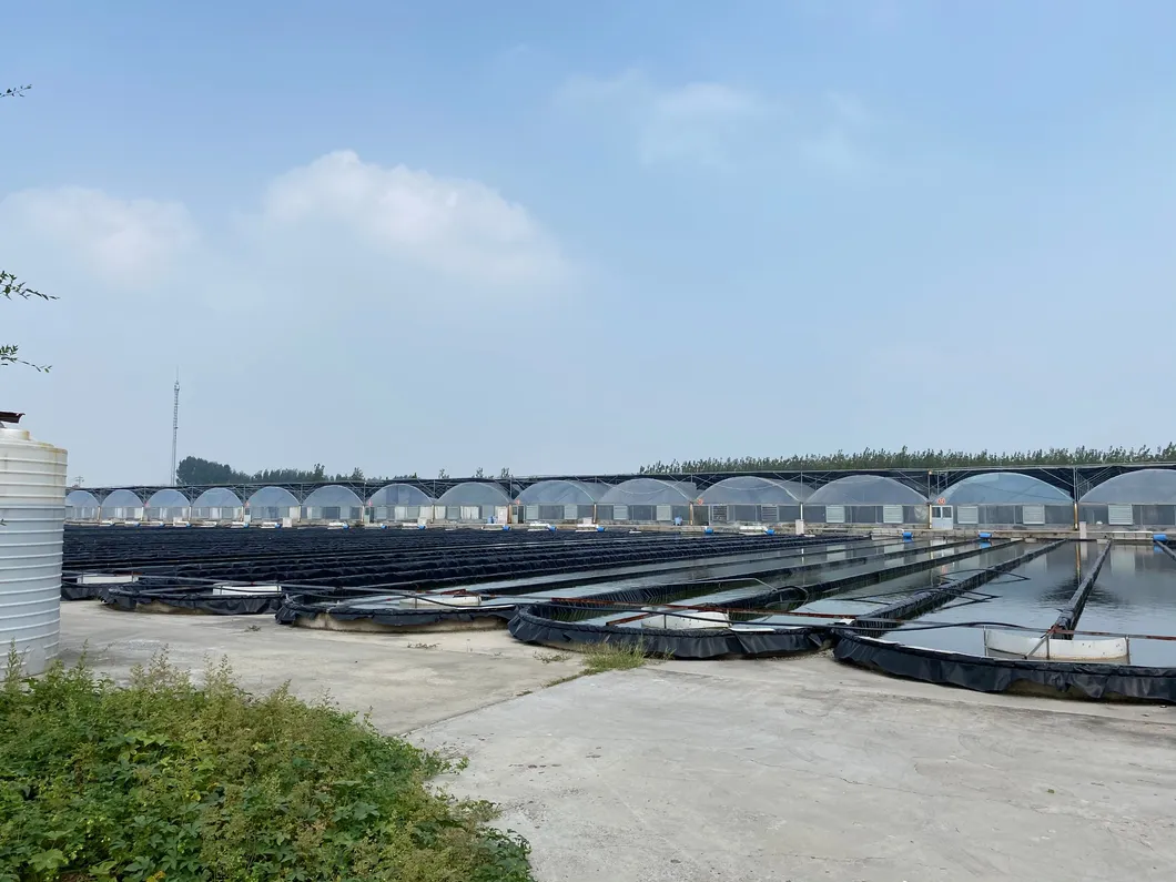 Chlorella Powder Bulk