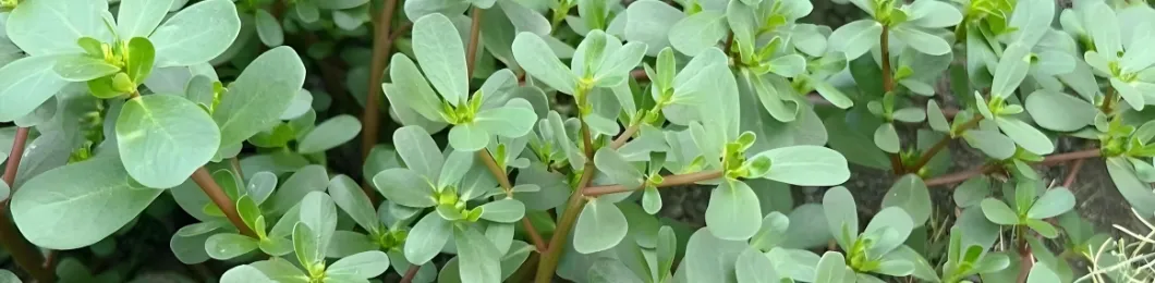 Pure Purslane Extract