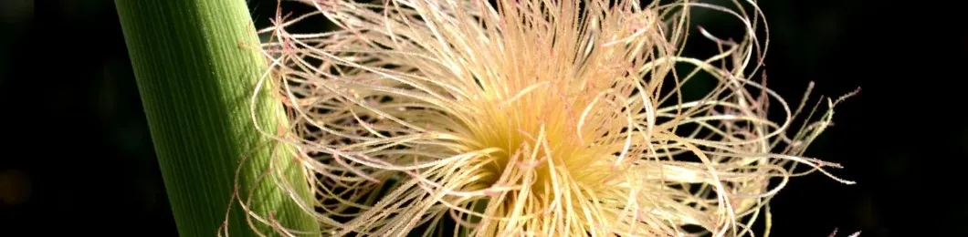 Corn Whisker Extract