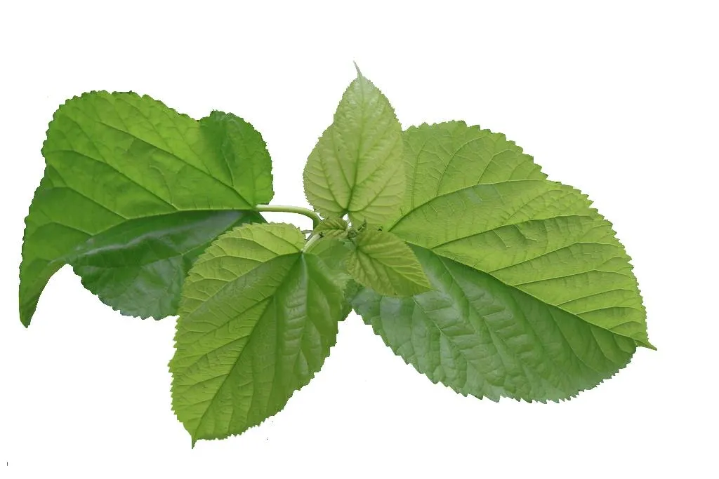 Mulberry Leaf Extract View 1
