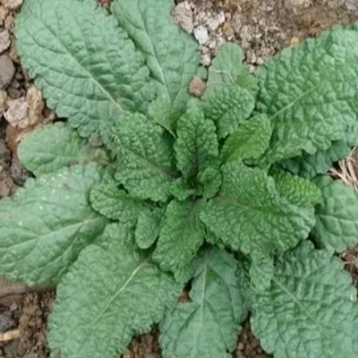 Application of Erigeron Extract