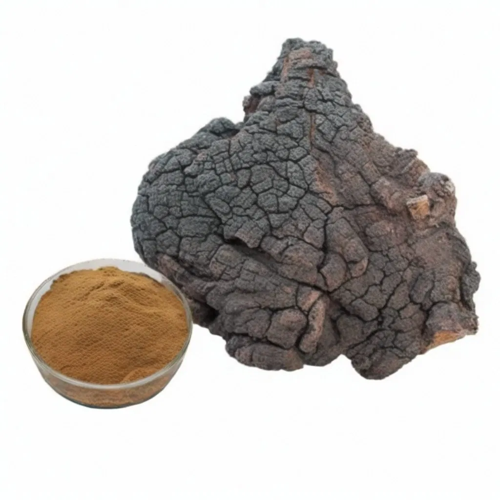 100% Polvo de hongo Chaga natural, polvo de extracto de hongo para uso en alimentos, bebidas y nutracéuticos