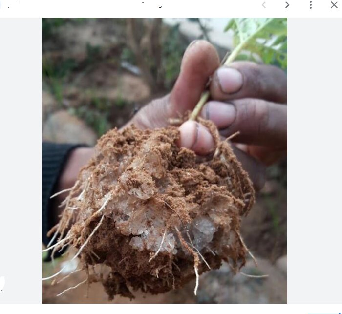 Las verduras y frutas se tratan con un polvo de resina hidrogel transparente, un polímero altamente absorbente compuesto de poliacrilato de potasio