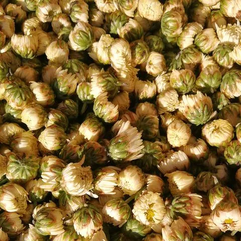 Suministrar Extractos de Planta de Alta Calidad Extracto de Crisantemo en Polvo 10: 1 para Remedios Herbales