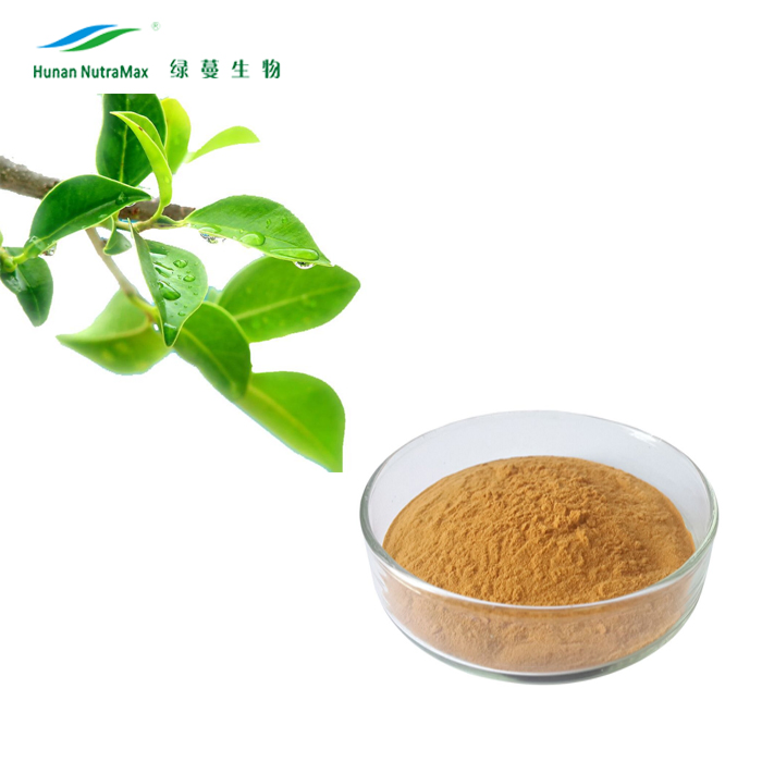Cantidades a Granel 10%~98% Polifenoles en Polvo Extracto de Hoja de Té Verde a Buen Precio