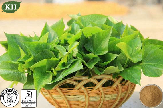 Extracto de hoja de batata natural verde y herbal