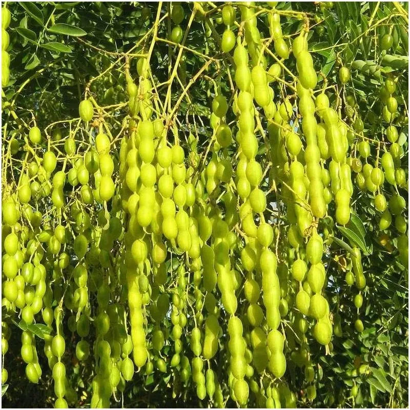 Extracto estandarizado de luteolina de alta pureza en polvo a granel para suplemento nutricional